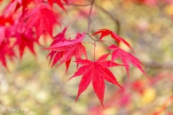 Acer palmatum blood good