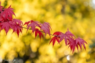 Acer palmatum blood good