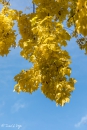 Celtis occidentalis, Almez