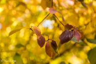 Cornus sanguinea