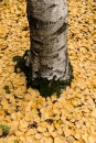 Betula pendula, Fontqueri