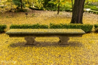 Gleditsia triacanthos, Acacia de tres espina