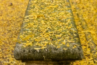 Gleditsia triacanthos, Acacia de tres espina