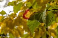 Parrotia persica