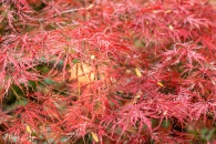 Acer palmatum, Inaba shidare