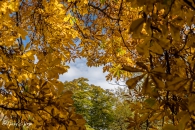 Aesculus Hippocastanum