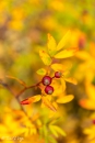 Rosa Virginiana