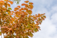 Quercus rubra, roble rojo americano