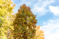 Quercus robur, Fastigiata