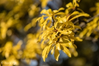 Punica granatum, legrelliae