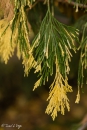 Calocedrus decurrens, Aureovariegata