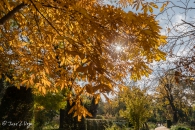 Aesculus turbinata