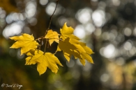 Acer mono