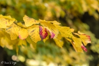Parrotia persica