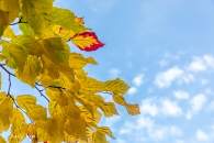 Parrotia persica