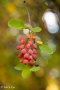 Berberis jamesiana
