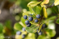 Rhaphiolepis Umbellata