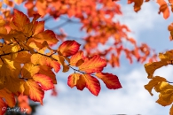 Parrotia persica