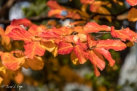 Parrotia persica