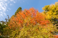 Abelia Chinensis