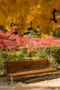 Acer palmatum, Osakazuki