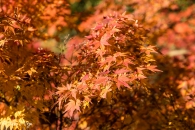 Acer palmatum, Butterfly