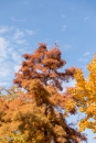 Taxodum Distichum