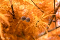 Taxodium Distichum