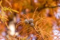 Taxodum Distichum