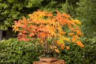 Rhus succedanea