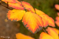 Hammelis x Intermedia, Aurora