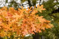 Quercus Shumardii
