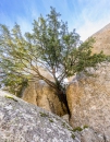 MG_4222-Pano