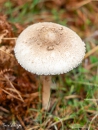J5A0136