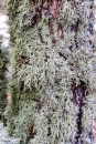 MG_6444