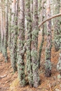 MG_6446