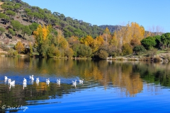 Presa de Picadas