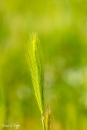 MG_6233