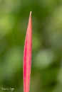 MG_6357