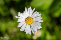 MG_6385