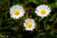 MG_6406