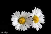 MG_6424-Editar