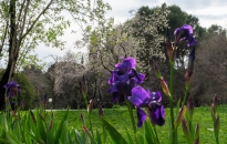 Iris