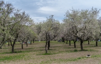 Almendros