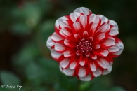 DAHLIA-JAMAICA