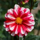 DHALIA-JAMAICA