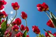 Tulipa Red Georgette