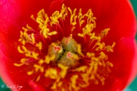 paeonia Officinalis