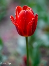 MG_9419