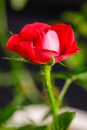 DC__MG_8527-Editar